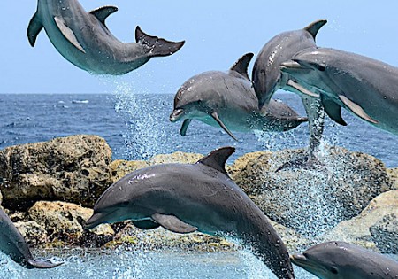 Swimming with Dolphins